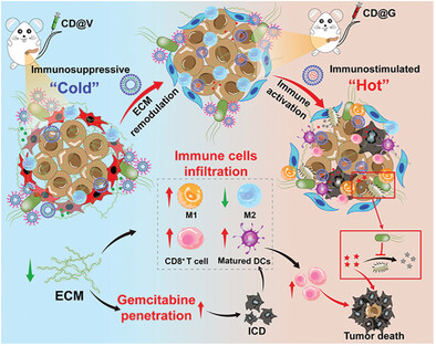 Harnessing the Engineered Probiotic-Nanosystem to Remodulate Tumor Extracellular Matrix and Regulate Tumor-Colonizing Bacteria for Improving Pancreatic Cancer Chemo-Immunotherapy