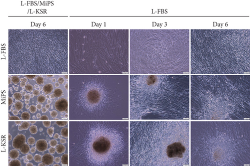 Details are in the caption following the image Details are in the caption following the image