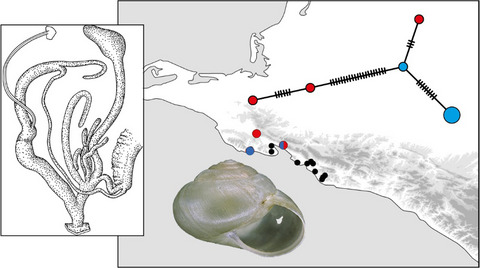 Polymorphism of a genital organ under sexual selection in Monacha kuznetsovi from the Caucasus (Gastropoda: Hygromiidae)