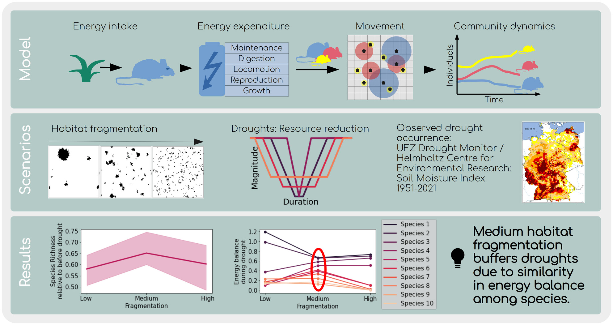 Intermediate Habitat Fragmentation Buffers Droughts: How Individual Energy Dynamics Mediate Mammal Community Response to Stressors