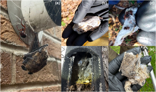 Details are in the caption following the image Details are in the caption following the image
