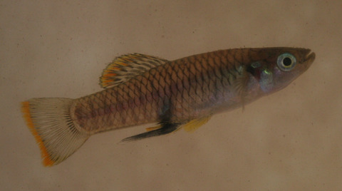 Testes mass in the livebearing fish Brachyrhaphis rhabdophora (Poeciliidae) varies hypoallometrically with body size but not between predation environments