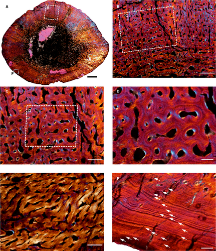 Details are in the caption following the image