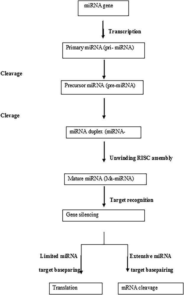 miRNAs and ovarian cancer: An overview