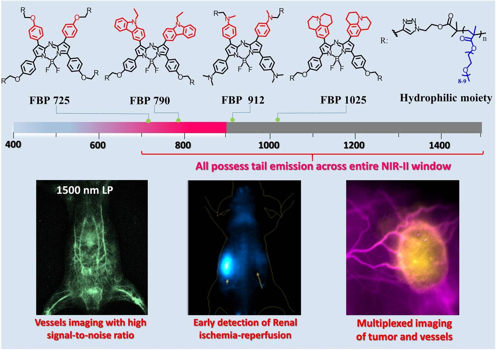 A Bright, Renal-Clearable NIR-II Brush Macromolecular Probe with Long Blood Circulation Time for Kidney Disease Bioimaging