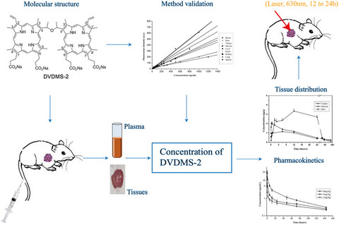 Pharmacokinetics and Tissue Distribution of DVDMS-2 in Tumor-bearing Mice