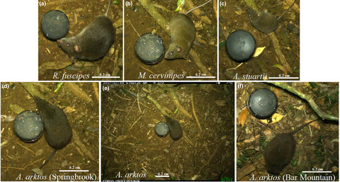 Determining the efficacy of camera traps, live capture traps, and detection dogs for locating cryptic small mammal species