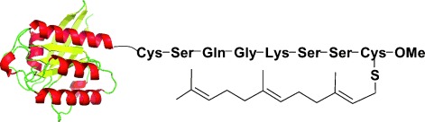 Synthesis of the Rheb and K-Ras4B GTPases