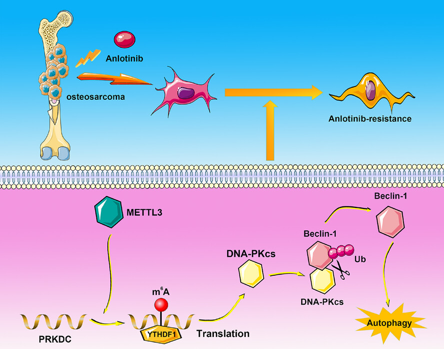 N6-Methyladenosine modification mediated by METTL3 promotes DNA-PKcs expression to induce anlotinib resistance in osteosarcoma