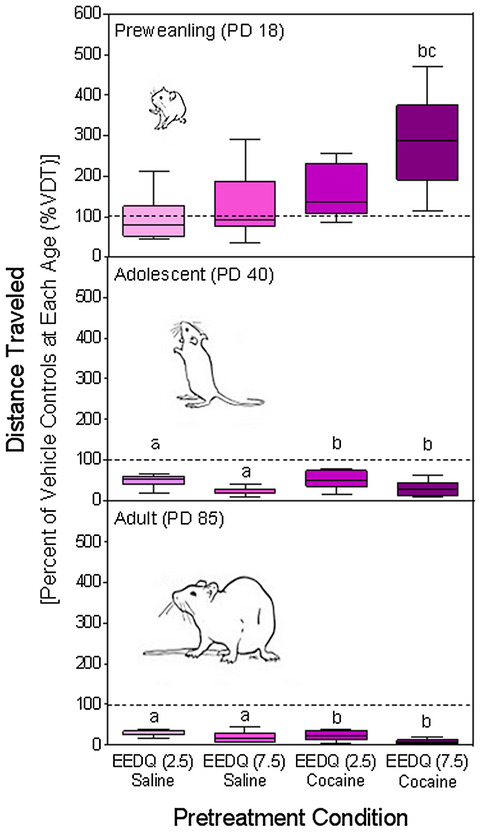 Age-dependent effects of dopamine receptor inactivation on cocaine-induced behaviors in male rats: Evidence of dorsal striatal D2 receptor supersensitivity
