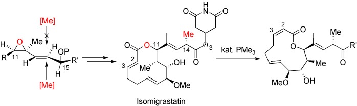 Total Synthesis of (+)-Isomigrastatin