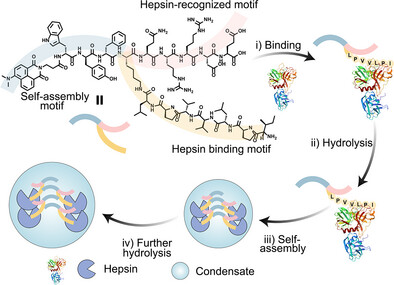 Enzyme Induced Solid-Like Condensates Formation of Engineered Peptide in Living Cells for Prostate Cancer Inhibition