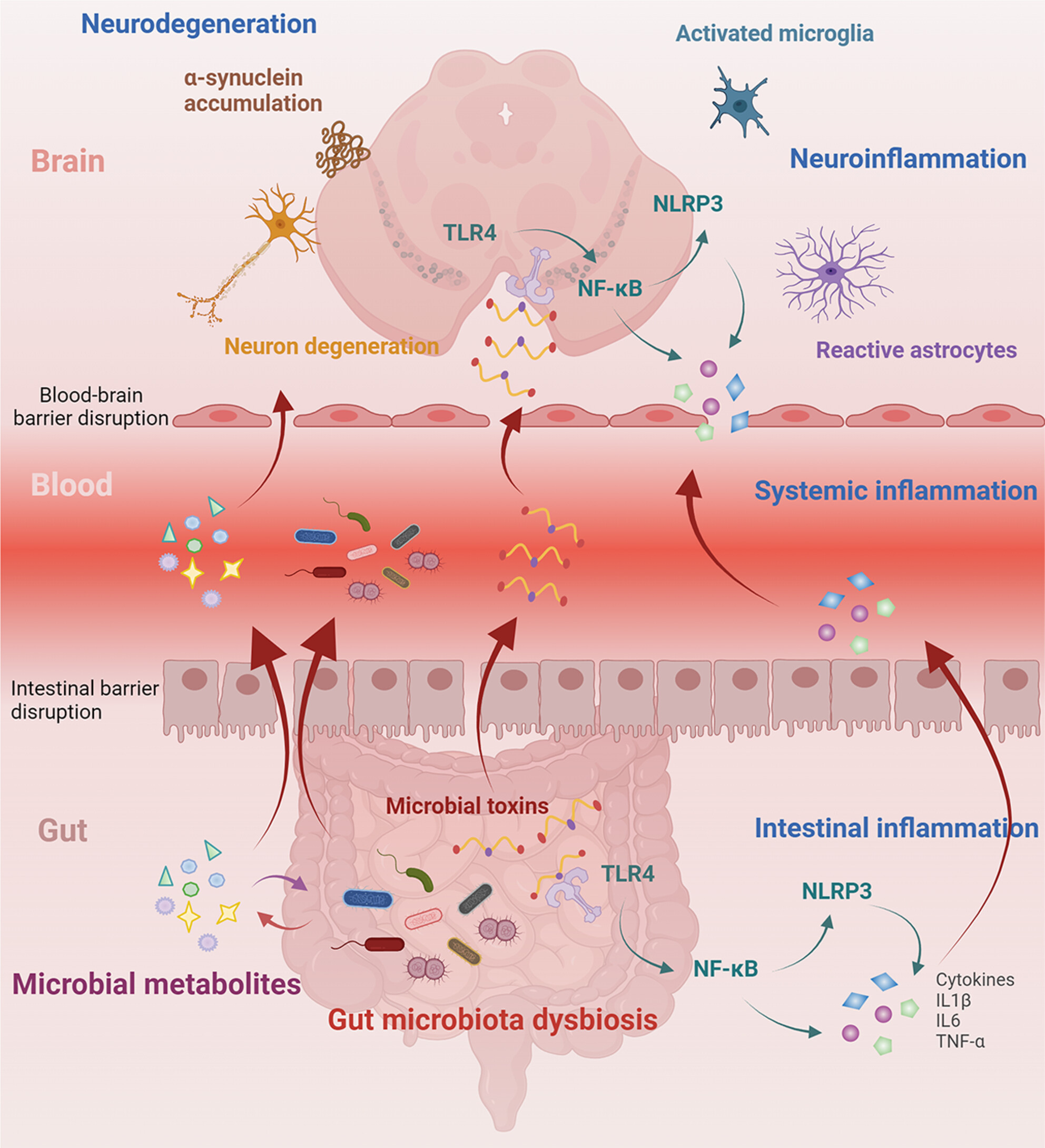Fecal microbiota from patients with Parkinson's disease intensifies inflammation and neurodegeneration in A53T mice