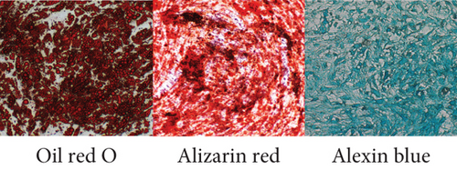 Details are in the caption following the image Details are in the caption following the image
