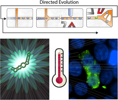 Evolution Driven Microscale Combinatorial Chemistry in Intracellular Mimicking Droplets to Engineer Thermostable RNA for Cellular Imaging
