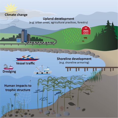 Toward a conceptual framework for managing and conserving marine habitats: A case study of kelp forests in the Salish Sea