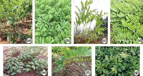 Plastid genome sequencing, identification of nuclear SNP markers, and quality assessment of medicinal rhizomatous herb Polygonatum odoratum (Asparagaceae) cultivars