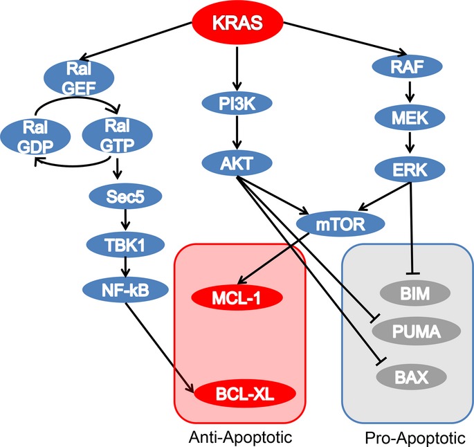 Not just gRASping at flaws: Finding vulnerabilities to develop novel therapies for treating KRAS mutant cancers