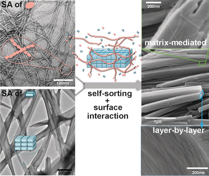 Regulating Higher-Order Organization through the Synergy of Two Self-Sorted Assemblies