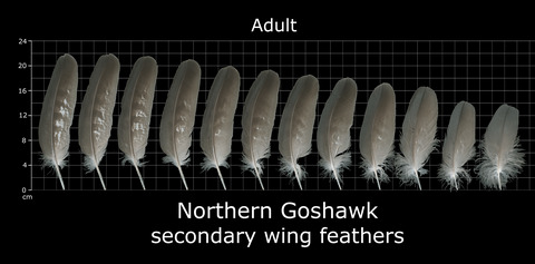 Web databases of feather photographs are useful tools for avian morphometry studies