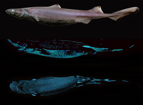 Adrenocorticotropic Hormone and Cyclic Adenosine Monophosphate are Involved in the Control of Shark Bioluminescence