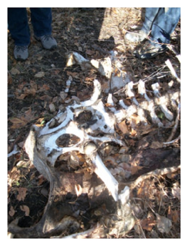 Details are in the caption following the image Details are in the caption following the image
