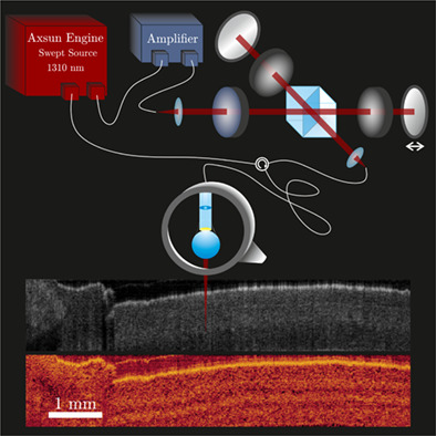 Novel input polarisation independent endoscopic cross-polarised optical coherence tomography probe