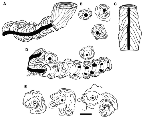 Details are in the caption following the image Details are in the caption following the image