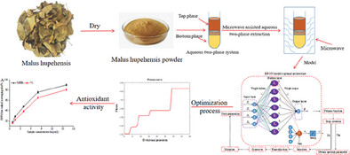 Optimization of Microwave Assisted Aqueous Two-Phase Extraction of Polysaccharides from Malus hupehensis and Evaluation Its Antioxidant Activity