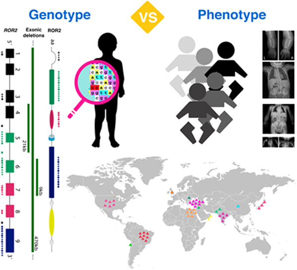 Phenotypic and mutational spectrum of ROR2-related Robinow syndrome
