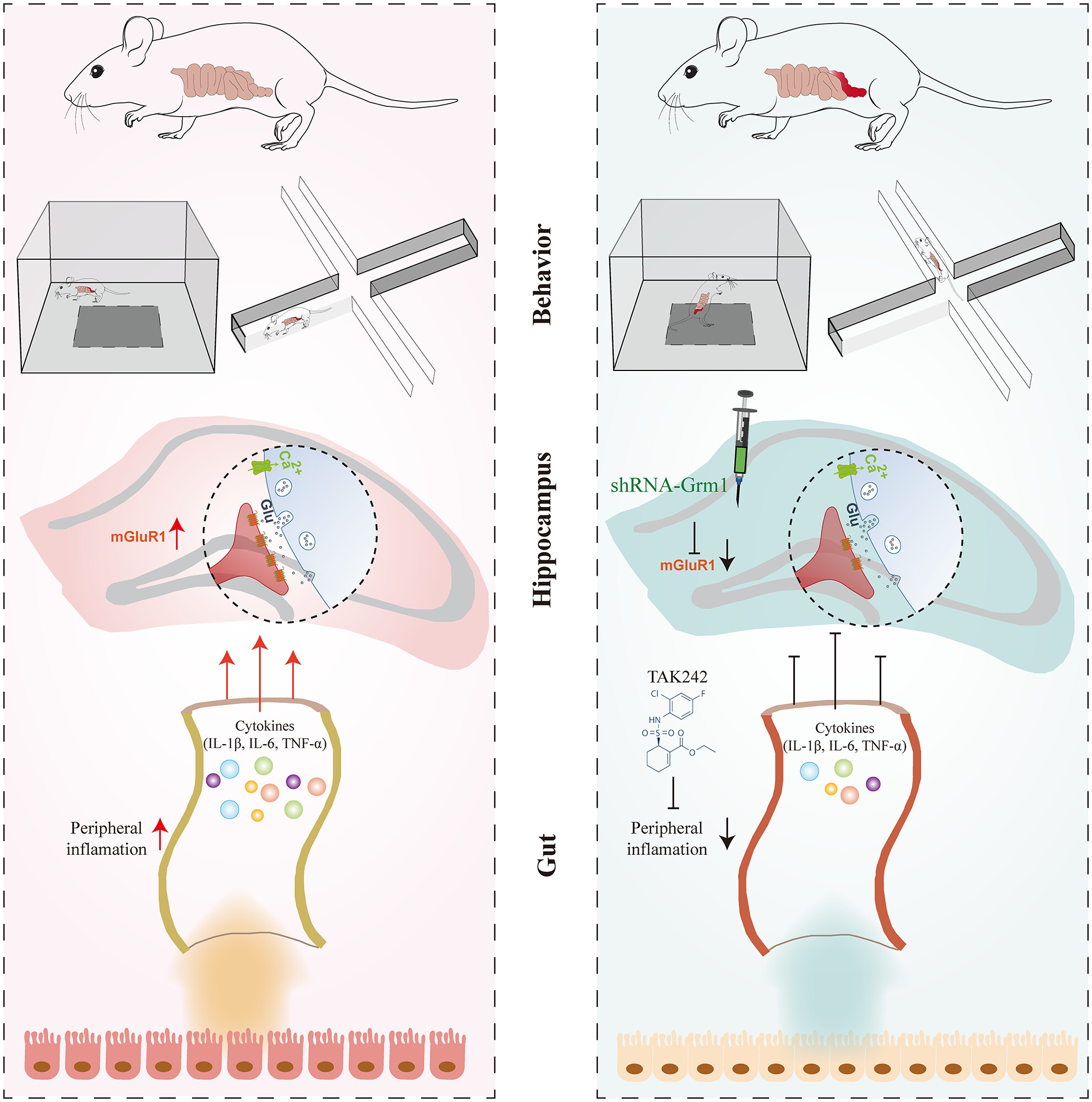 Peripheral inflammation triggering central anxiety through the hippocampal glutamate metabolized receptor 1