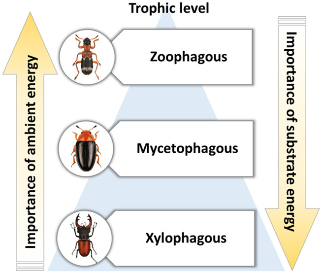 Ambient and substrate energy influence decomposer diversity differentially across trophic levels