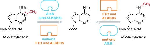 Switching Demethylation Activities between AlkB Family RNA/DNA Demethylases through Exchange of Active-Site Residues