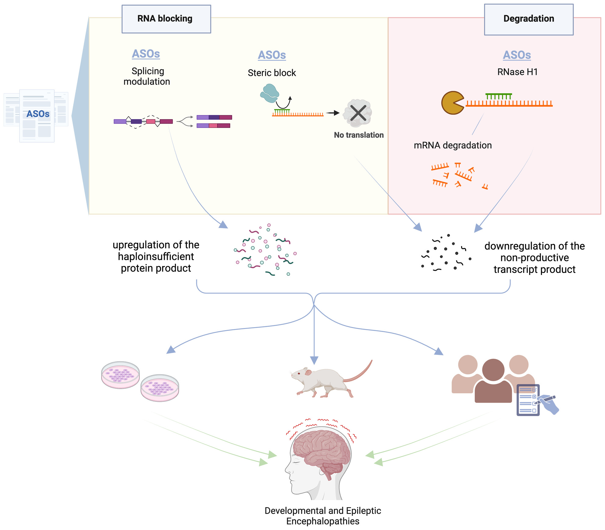 Antisense oligonucleotides as a precision therapy for developmental and epileptic encephalopathies