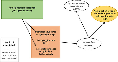 Anthropogenic N deposition alters soil organic matter biochemistry and microbial communities on decaying fine roots