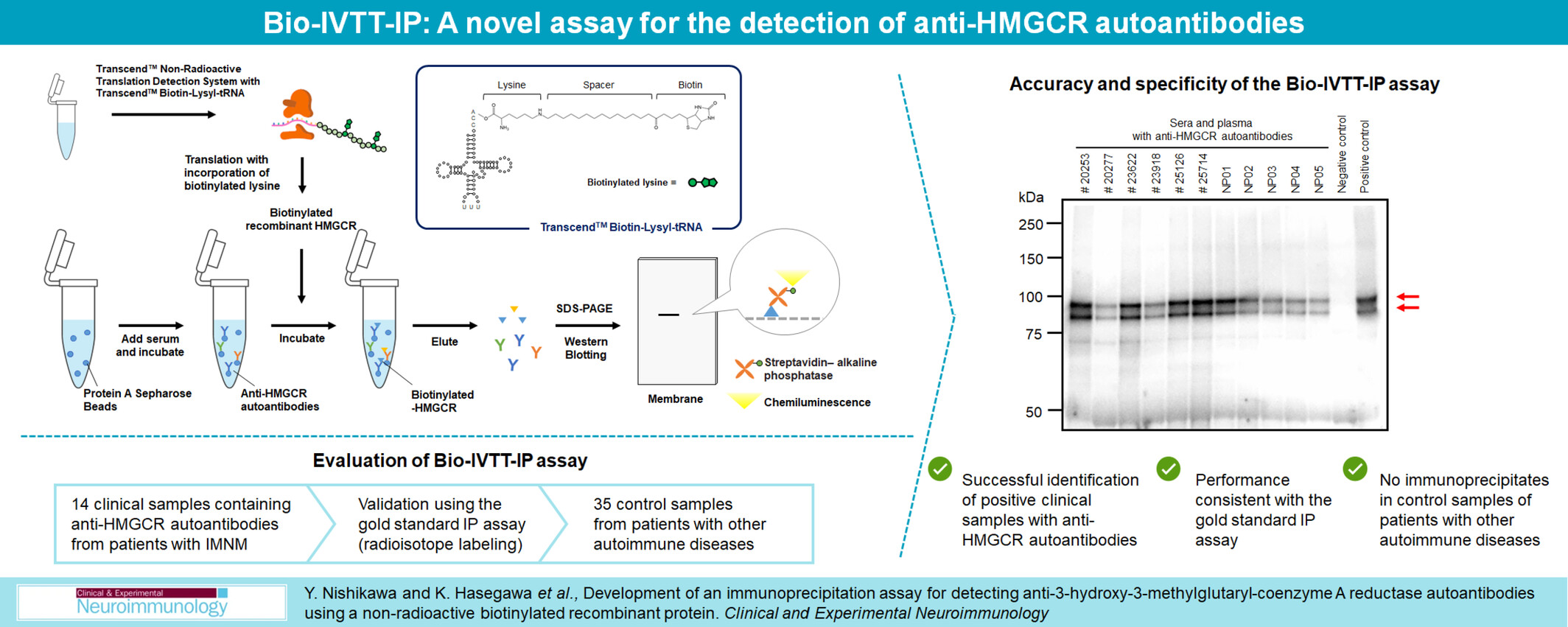 Development of an immunoprecipitation assay for detecting anti-3-hydroxy-3-methylglutaryl-coenzyme A reductase autoantibodies using a non-radioactive biotinylated recombinant protein