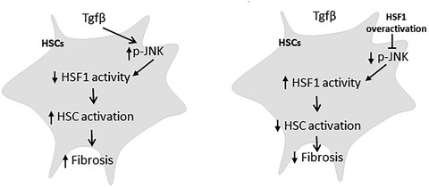 Loss of heat shock factor 1 promotes hepatic stellate cell activation and drives liver fibrosis