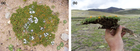 Vegetation trends over eleven years on mountain summits in NW Argentina