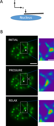 Details are in the caption following the image Details are in the caption following the image