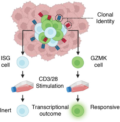 Type I Interferon Drives a Cellular State Inert to TCR-Stimulation and Could Impede Effective T-Cell Differentiation in Cancer