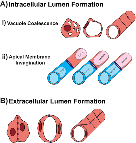 Details are in the caption following the image