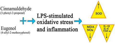 Cinnamaldehyde and eugenol protect against LPS-stimulated oxidative stress and inflammation in Raw 264.7 cells