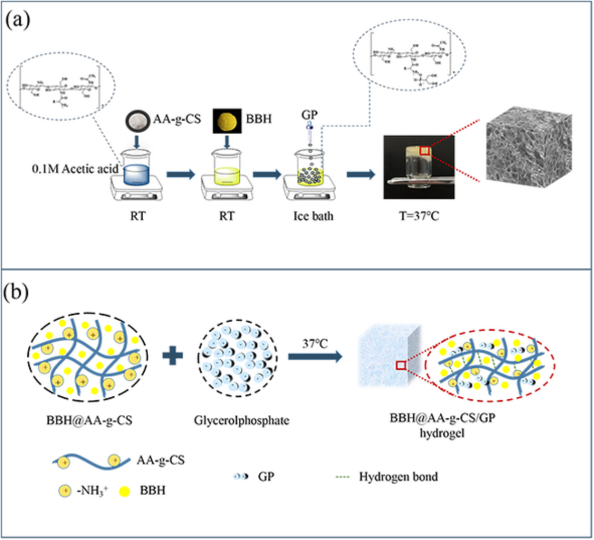 Amino acids grafted-chitosan/glycerophosphate hydrogel for controlled release of berberine hydrochloride