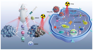 Metal-Cyclic Dinucleotide Nanomodulator-Stimulated STING Signaling for Strengthened Radioimmunotherapy of Large Tumor