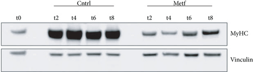 Details are in the caption following the image
