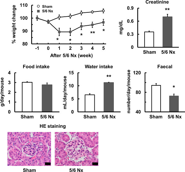 Chronic kidney disease after 5/6 nephrectomy disturbs the intestinal microbiota and alters intestinal motility