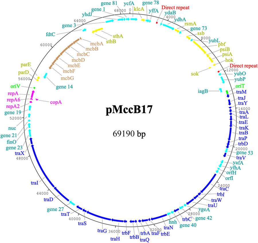 Complete nucleotide sequence and comparative genomic analysis of microcin B17 plasmid pMccB17