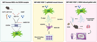 The VEGF-Mediated Cytoprotective Ability of MIF-Licensed Mesenchymal Stromal Cells in House Dust Mite-Induced Epithelial Damage