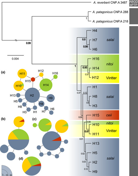 Low genetic divergence but many names in the endemic Patagonian frogs of the genus Atelognathus (Anura, Batrachylidae): A molecular genetic and morphological perspective