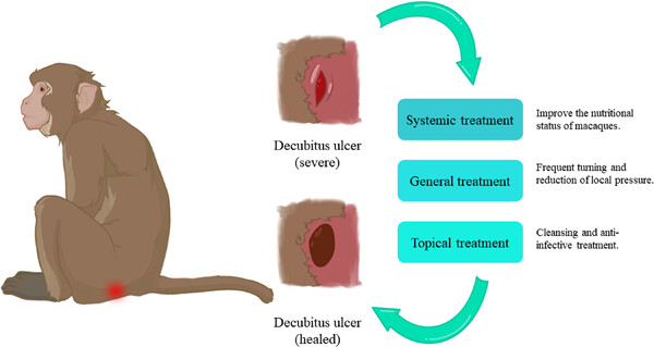 A case report of the treatment and care of decubitus ulcers in macaques with spinal cord injury